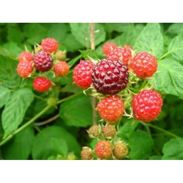 Raspberry Bush Plant 1 Gallon Walmart Com Walmart Com