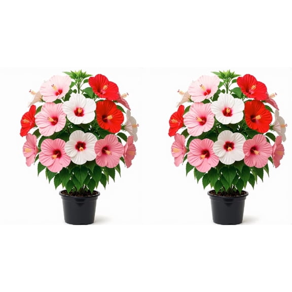 Hardy Hibiscus Luna Mix Starter Plants - Set of 2, Giant Blooms, Full Sun, USDA Zones 4-9, Ships Bare Root, No Pot
