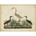 thumbnail image 3 of Strack, Friedrich 24x19 Black Modern Framed Museum Art Print Titled - Great White Heron and Night Heron, 3 of 5