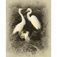 thumbnail image 2 of Brown, Jim 15x18 White Modern Wood Framed Museum Art Print Titled - Great Egret Family, 2 of 4