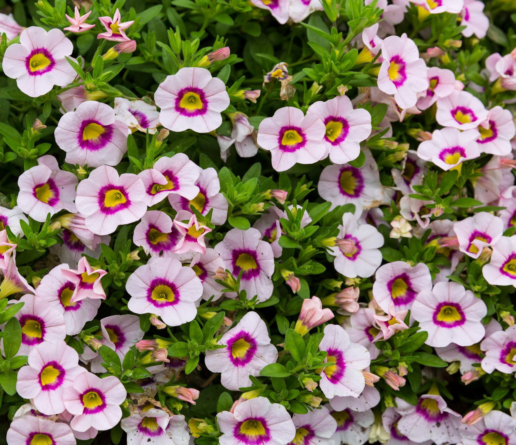 Expert Gardener 1.5gal Pink Calibrachoa Live Annual Plant Hanging Basket Sun