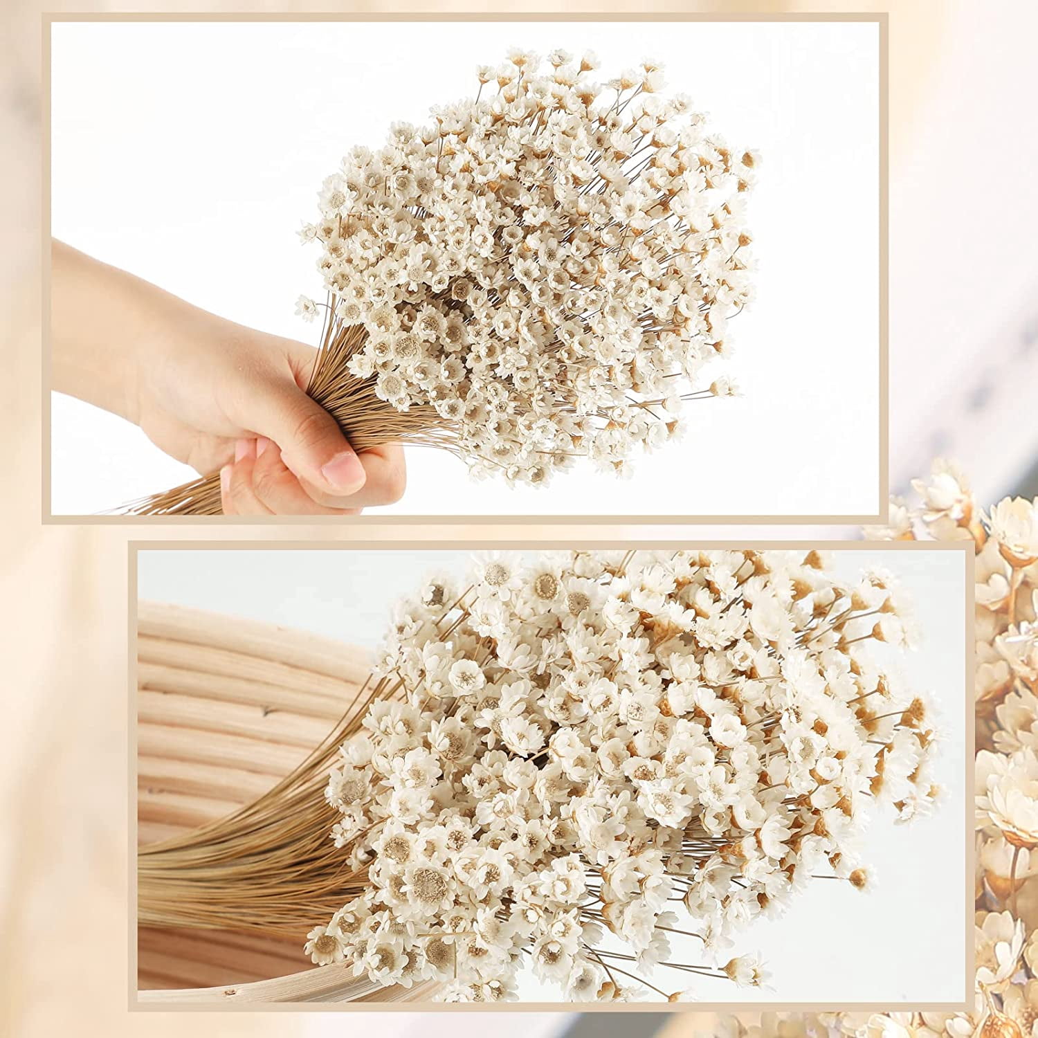 500 Pcs Natural Dried Flowers Mini Chamomile Star Daisy, White Floral Bouquet For Wedding Vase Arrangements Decor