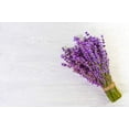 thumbnail image 1 of Graines d'Herbe de Lavande Anglaise - non-OGM, 1 of 3