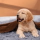 thumbnail image 2 of Jacenvly Liquidación de suministros para mascotas Toalla absorbente de microfibra para mascotas Toalla para perros Toalla de baño para lavar mascotas Toalla de ducha para perros Suministros de baño, 2 of 7