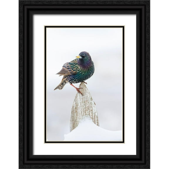 Ditto, Larry 23x32 Black Ornate Wood Framed with Double Matting Museum Art Print Titled - European Starling (Sturnus vulgaris) on picket fence