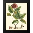 thumbnail image 2 of Hierseman 20x24 Black Modern Framed Museum Art Print Titled - Crimson Botanical IV, 2 of 5