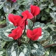 thumbnail image 6 of 1 Live Red Cyclamen Plant, Indoor Perennial Flower 4–8 inch, thrives in Bright Indirect Light, 6 of 6