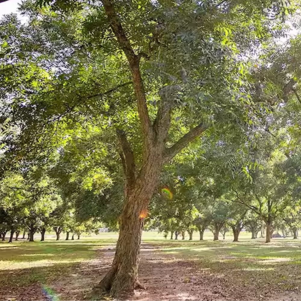 Expert Gardener 2-3 ft. tall Stuart Pecan Live Tree in 5-Gallon Grower Pot