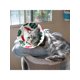 thumbnail image 3 of Cat Recovery Collar, Lightweight Pet Elizabeth Collar Cute Design 2 Different Sizes Measure First, 3 of 4