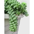 thumbnail image 6 of Burro's Donkey Tail Succulent - Live Air-Purifying Indoor Plant in Nursery Pot – Easy Care, Low Maintenance Houseplant for Home & Office Decor, Natural Air Cleaner, Best for Beginners (2"pot), 6 of 6