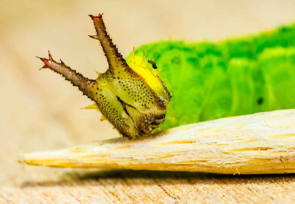 Green Caterpillar Horns Head Macro Detail Animal20 Inch By 30 Inch
