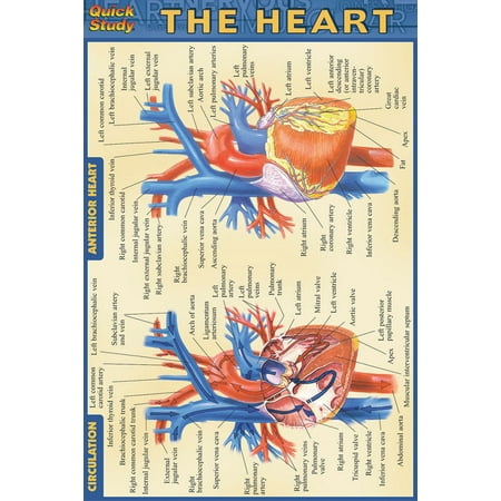 Thy Heart - Heart
