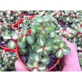 thumbnail image 2 of Rainbow Bush Jade Plant - Spekboom - Portulacaria mediopicta - 2.5" Pot, 2 of 2