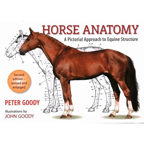 Horse Anatomy: A Pictorial Approach to Equine Structure, (Paperback)