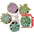 thumbnail image 4 of Ceramic Home/Garden Seashell Flower Planter Pot Outside with Starfish Figurine, 4 of 4