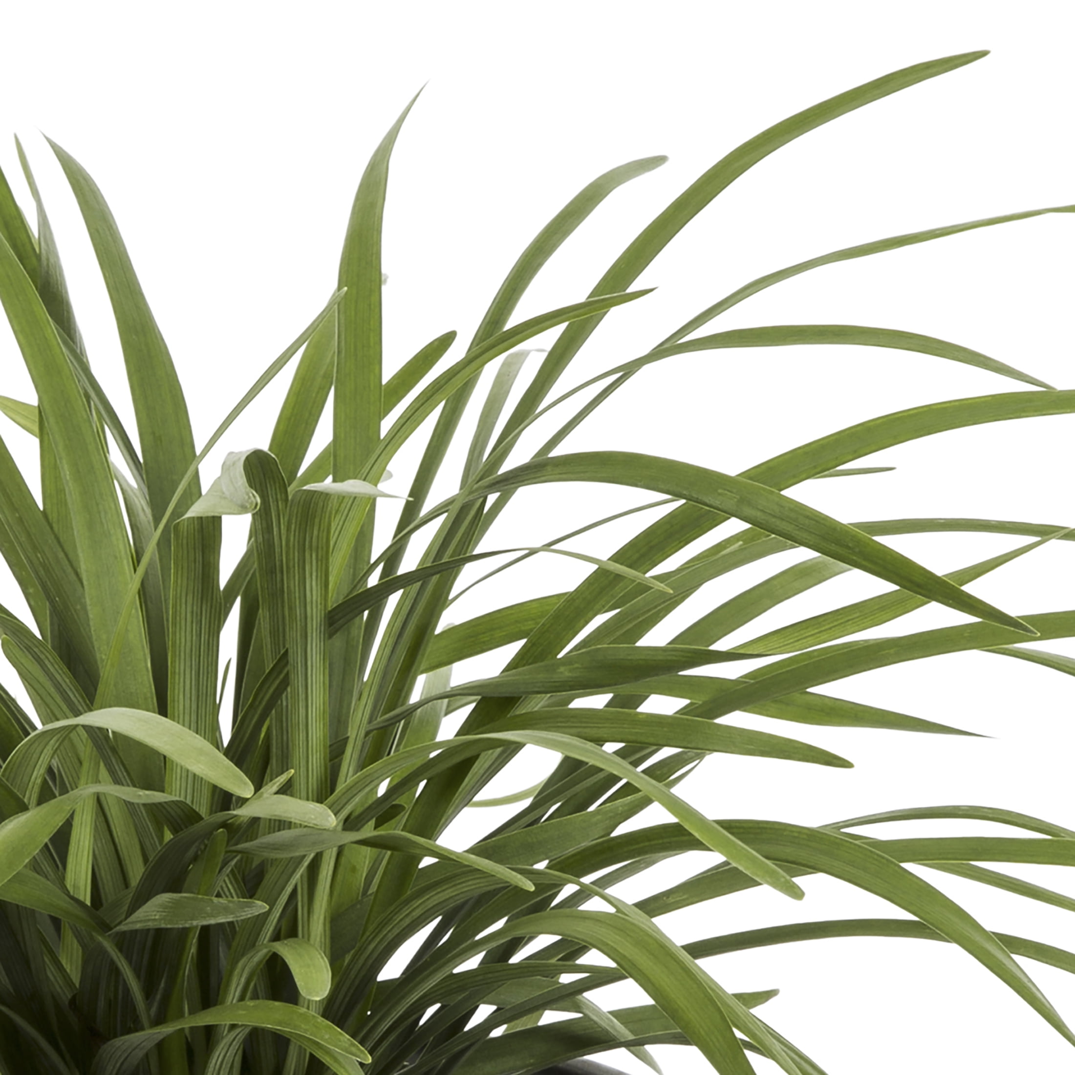 Expert Gardener 2QT Green Liriope Live Perennial Plant Sun 3-Pack