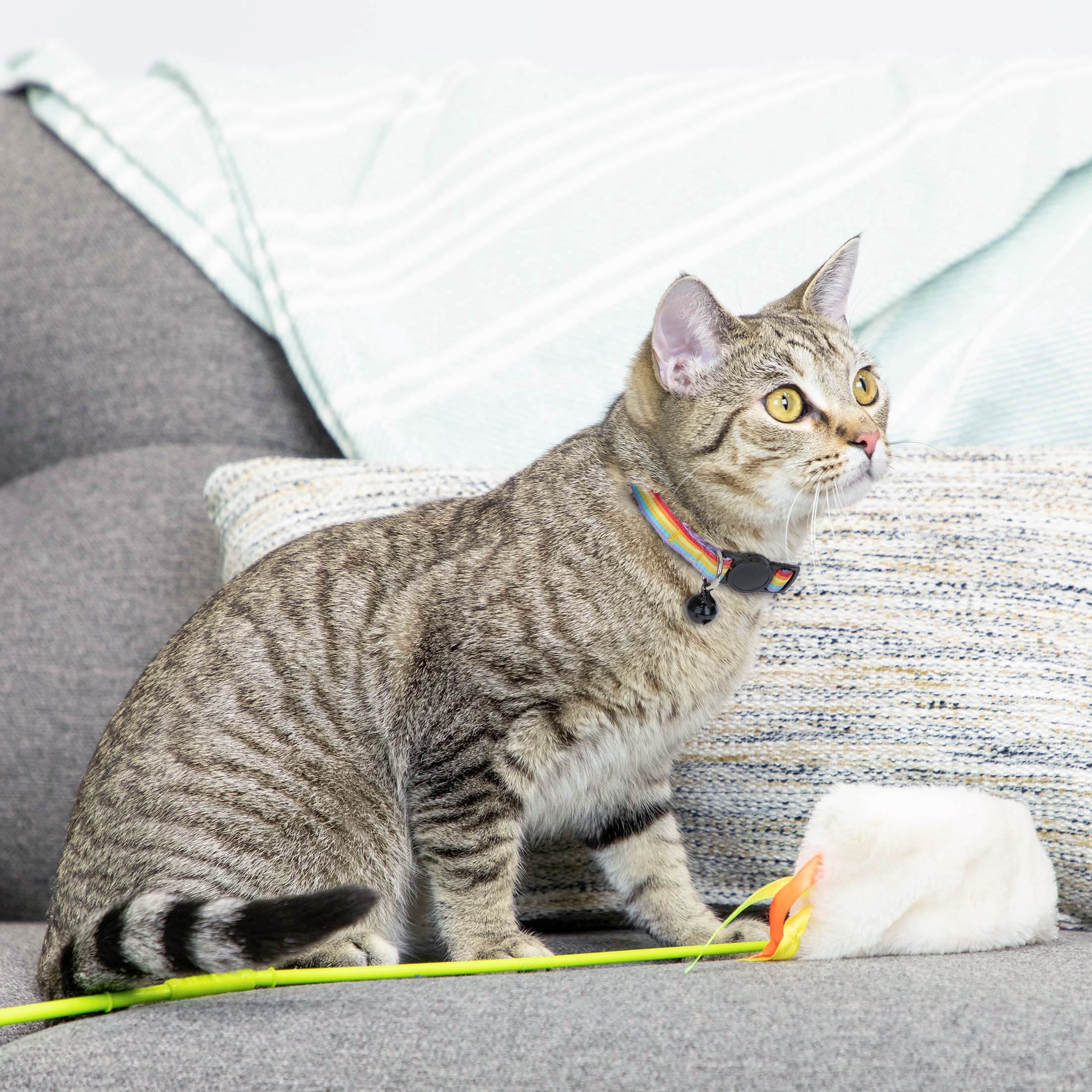 Vibrant Life 2-Pack Cat Collar, Multi Color Rainbow Stripe, and Solid Blue, One Size