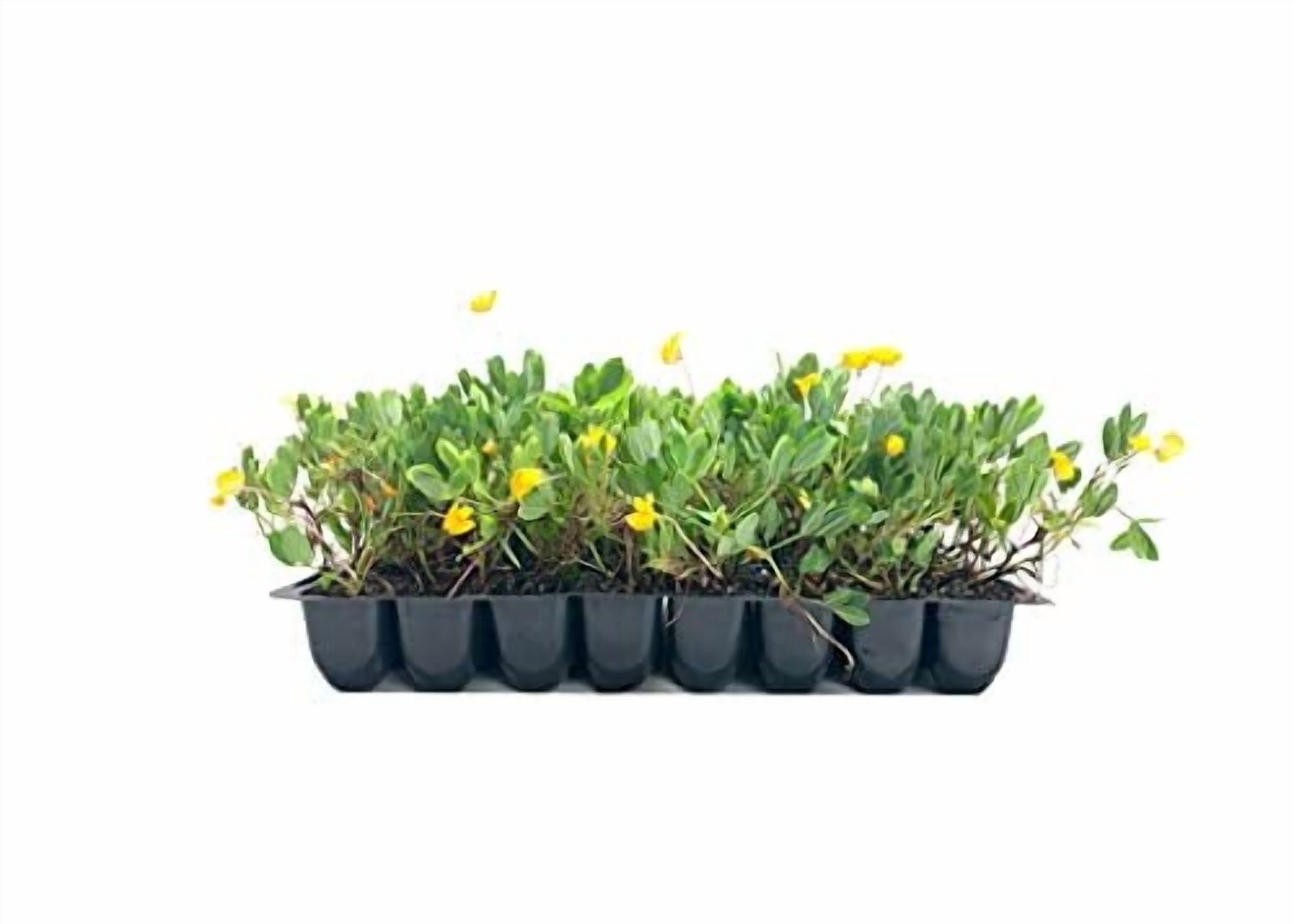 EcoTurf Perennial Peanut Grass - 3 Live Plants - Arachis Glabrata - Drought Tolerant Low Maintenance Ground Cover
