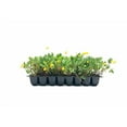 thumbnail image 2 of EcoTurf Perennial Peanut Grass - 3 Live Plants - Arachis Glabrata - Drought Tolerant Low Maintenance Ground Cover, 2 of 9