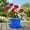 Blue, variant on Austin Planter Flower Pots with Saucers, 9 inch,White Granite, Case of 5, Plastic Flower Pot, Colorful Flower Planter, Seed Starting Pot with Saucers