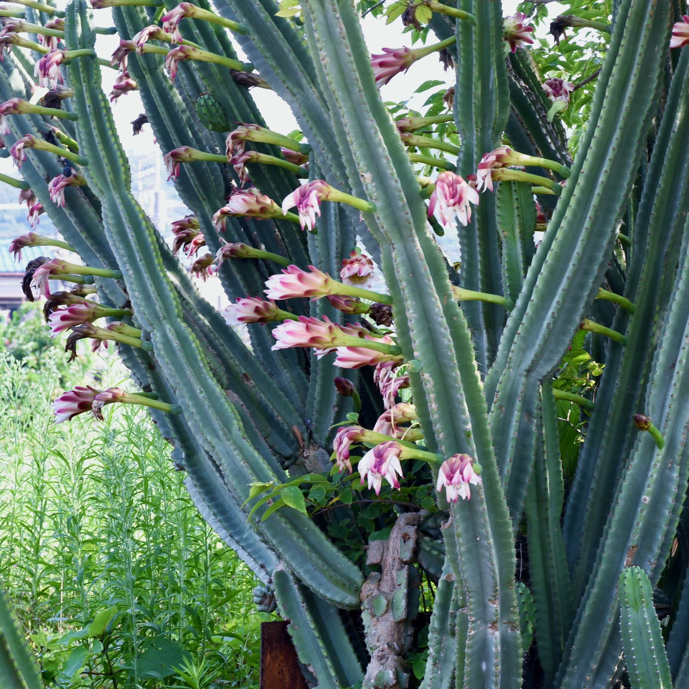 Peruvian Apple Cactus Cereus peruvianus repandus Live Plant