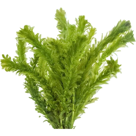 Anacharis Egeria Densa Bunch Live Aquarium Plants (1 Bunch) Live Aquarium Plants BUY 2 GET 1 FREE