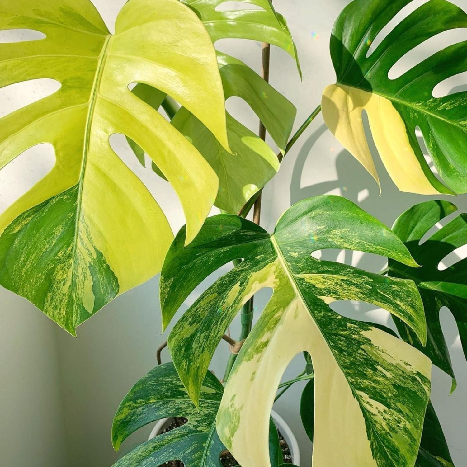 Variegate Monstera Live Indoor Plant, Variegated Tropical Houseplant, 4-6 Inch Monstera for Garden