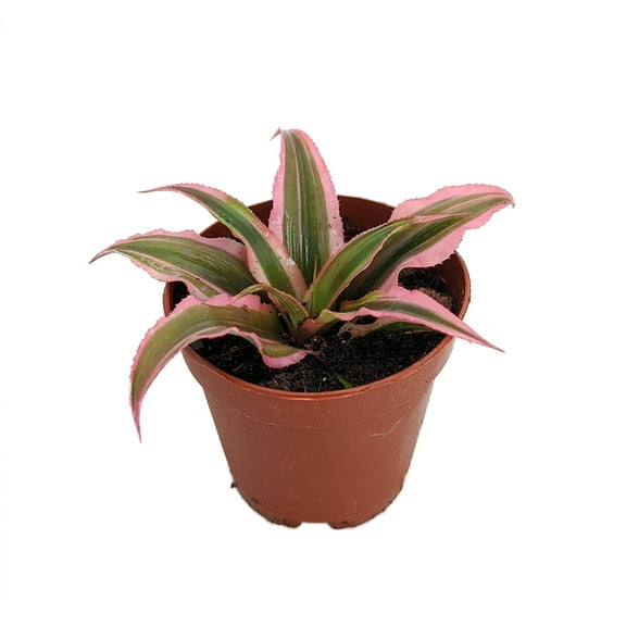 Pink Earth Star Plant - Cryptanthus - 2" Pot
