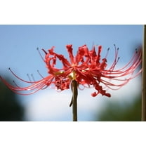 Heirloom Red Spider Lily (Lycoris Radiata) Bulbs Fall-Blooming Perennial for Southern Climates 5 Pcs