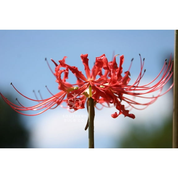 Heirloom Red Spider Lily (Lycoris Radiata) Bulbs Fall-Blooming Perennial for Southern Climates 5 Pcs