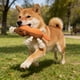 thumbnail image 5 of Juguetes De Plástico Juguete interactivo para masticar perros de peluche con chillido de látex marrón para aliviar el aburrimiento (1 unidad) JASKFLY, 5 of 9