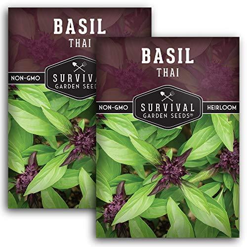 TROPICA - 200 Seeds Herbs Thai Basil Ocimum basilicum Thai