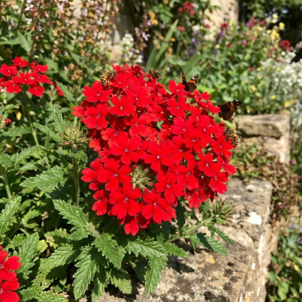 Set of 2 Mix Verbena Plants Live, 4-6 Inches Tall in 4 Inch Pots, Verbena Flower Plants, Vibrant Color Red and White Blooms for Indoor Outdoor Growing