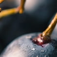 thumbnail image 5 of PONTI Balsamic Vinegar of Modena, 16.9 fl oz, 5 of 6