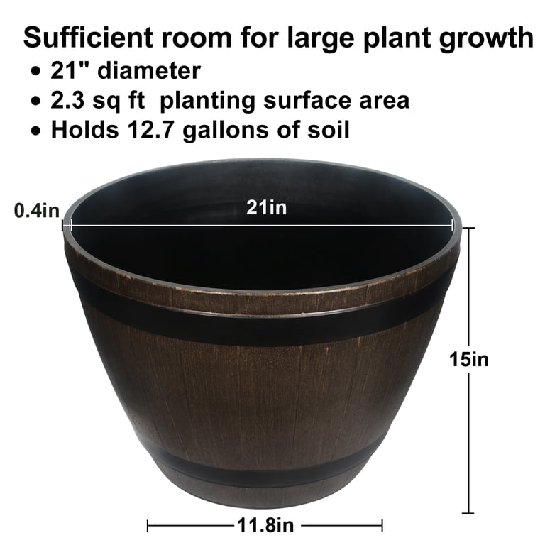 4 philodendron Philodendron hederaceum 'Rio' - 4