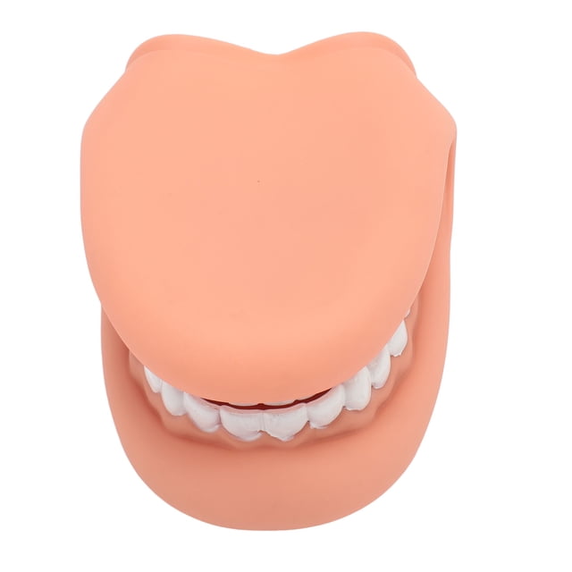 Marioneta De Mano Con Boca, Modelo Educativo Para El Cuidado De Los Dientes, 28 Dientes Con Lengua Para La Enseñanza De Niños