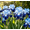 B, variant on Rare iris for Courtyards-Long Continuous Blooms-Low Maintenance-Ideal for Borders, Plant Pots & Planters