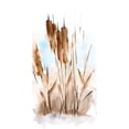thumbnail image 3 of Harper, Ethan 11x18 Black Modern Framed Museum Art Print Titled - Watercolor Cattail Study I, 3 of 5
