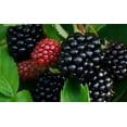 thumbnail image 6 of Greenwood Nursery Triple Crown Thornless Blackberry Live Plant, 2x 3.5 Pot, Large Sweet Berries, Zones 5-9, 6 of 6