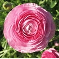 thumbnail image 3 of Easy to Grow Ranunculus Pink 10 Buttercup Plant Bulbs Spring Flowers Zones 8-10, 3 of 5