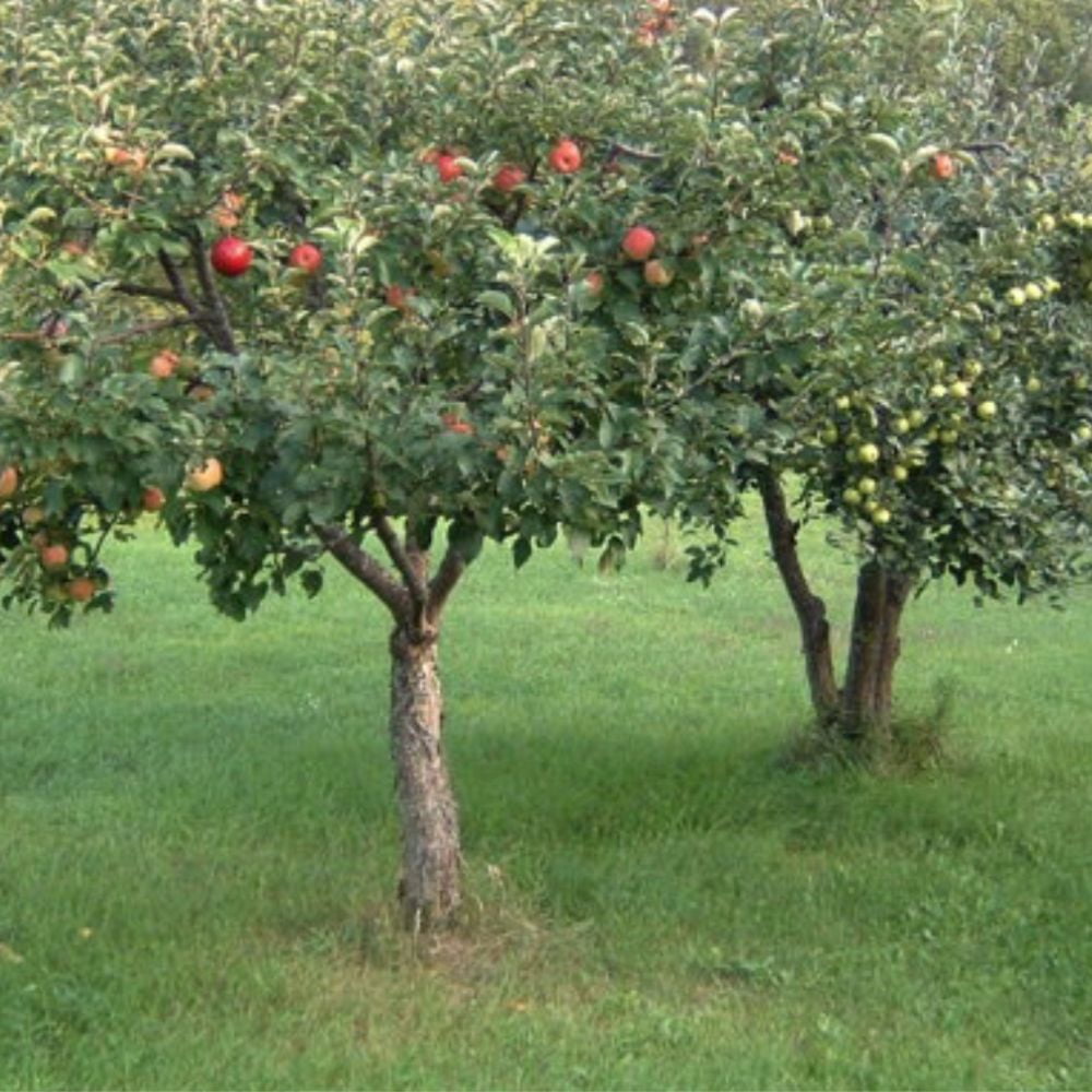 Expert Gardener 1-2 ft. Tall Liberty Apple Live Tree in 1- Gallon Grower Pot