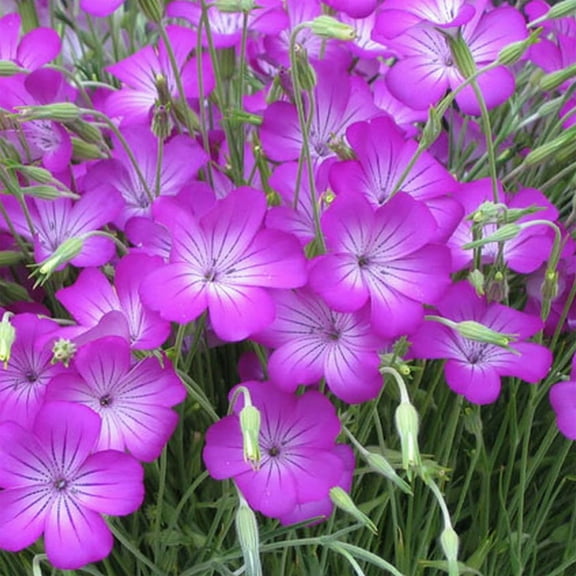Outsidepride Agrostemma Rose Flower Seed - 2000 Seeds
