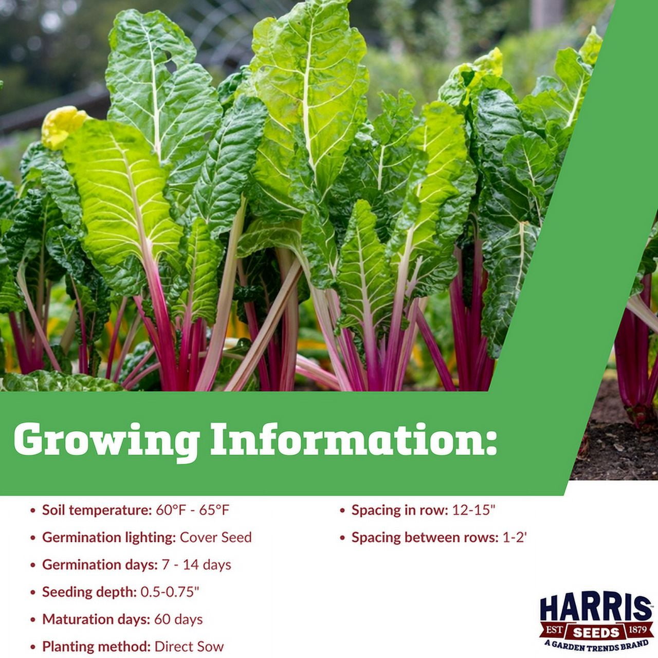 Harris Seeds Peppermint Swiss Chard Seeds - Thumbnail 4