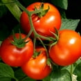 thumbnail image 4 of Bonnie Plants Celebrity Tomato 19.3 oz. 2-pack, 4 of 10