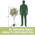 thumbnail image 2 of Blackbox Árbol de Olivo Artificial 130 CM Premium con Aceitunas Decorativas, Tronco de Apariencia Natural, Decoración para Sala, Oficina y Hogar, 2 of 6