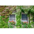 thumbnail image 2 of Eggers, Julie 24x17 White Modern Wood Framed Museum Art Print Titled - Italy-Venice A pair of windows with red ivy geraniums and ivy climbing the walls, 2 of 4