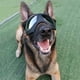 thumbnail image 4 of Lentes de Sol para Perros Medianas-Grandes UV Gafas para Perro Prueba de Viento-Nieve Gafas de Mascota, Marco Suave, Negro, 4 of 5