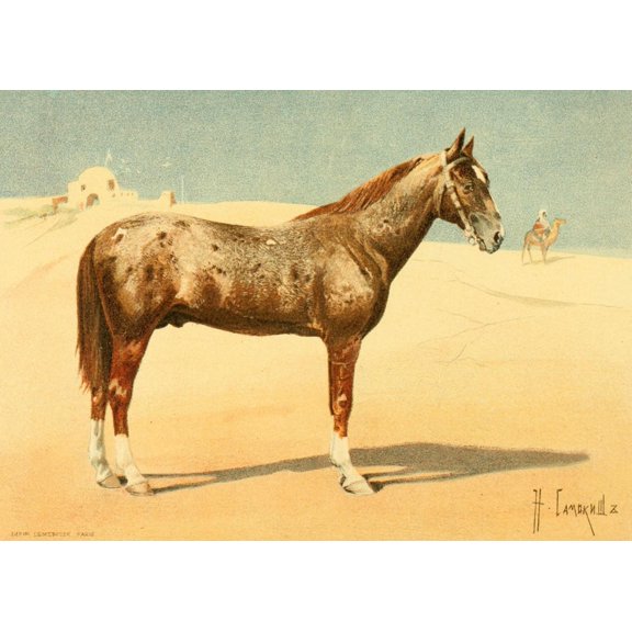 Les Races Chevalines 1894 Tekinetz Canvas Art - Nikolai S Samokish (24 x 36)