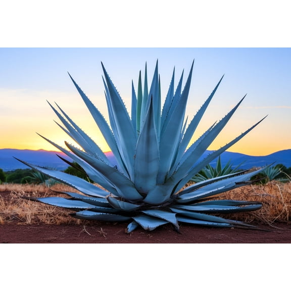 10 Agave Americana Seeds for Planting - Century Plant Succulent Seeds