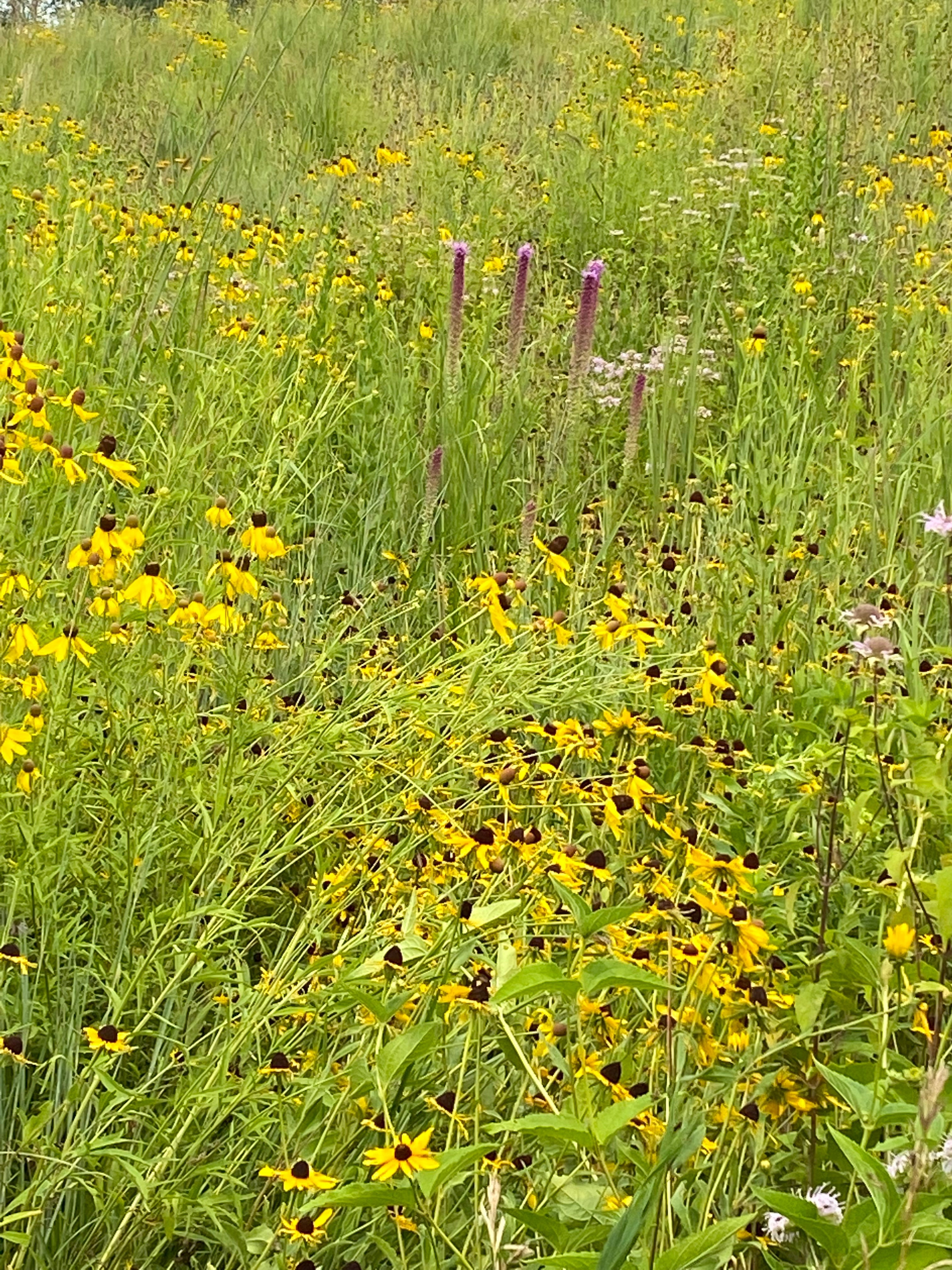 Hale Habitat & Seed Native Grass & Wildflower Seed Refuge, Wildlife & Pollinator Seed Mix, 1/4 Acre
